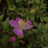 Osbeckia aspera Blume